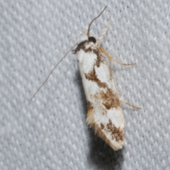 Machetis aphrobola (A Concealer moth (Barea Group)) at Freshwater Creek, VIC - 25 Dec 2022 by WendyEM