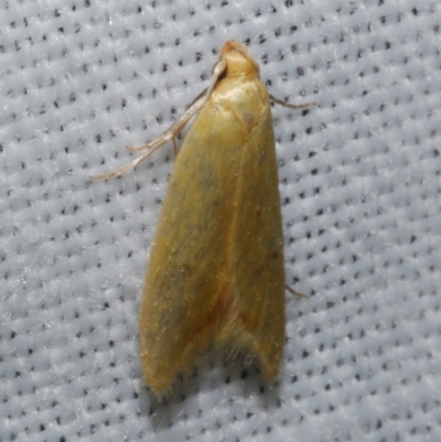 Aeolothapsa malacella (A Concealer moth) at Freshwater Creek, VIC - 25 Dec 2022 by WendyEM