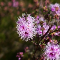 Kunzea parvifolia (Violet Kunzea) at Greenway, ACT - 8 Oct 2021 by MB