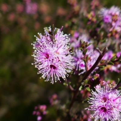 Kunzea parvifolia (Violet Kunzea) at Greenway, ACT - 8 Oct 2021 by MB