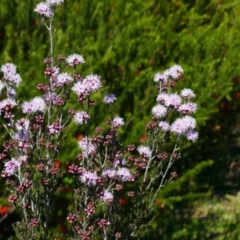 Kunzea parvifolia at Greenway, ACT - 8 Oct 2021 10:57 AM