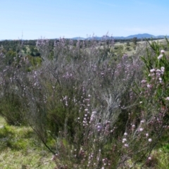 Kunzea parvifolia at Greenway, ACT - 8 Oct 2021 10:57 AM