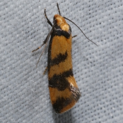 Olbonoma triptycha (Chezela Group) at Freshwater Creek, VIC - 26 Dec 2022 by WendyEM