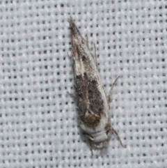 Leptozestis (genus) (A Gelechioid moth (Cosmopterigidae)) at Freshwater Creek, VIC - 22 Dec 2022 by WendyEM