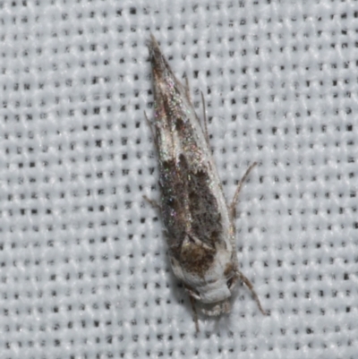 Leptozestis (genus) (A Gelechioid moth (Cosmopterigidae)) at Freshwater Creek, VIC - 22 Dec 2022 by WendyEM