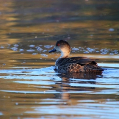 Anas gracilis (Grey Teal) at Barton, ACT - 18 Oct 2021 by MB