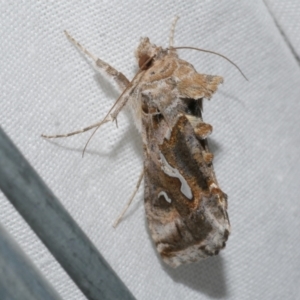 Chrysodeixis argentifera at Freshwater Creek, VIC - 22 Dec 2022