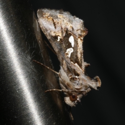 Chrysodeixis argentifera (Tobacco Looper) at Freshwater Creek, VIC - 22 Dec 2022 by WendyEM