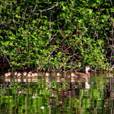 Anas superciliosa (Pacific Black Duck) at Campbell, ACT - 24 Oct 2021 by MB