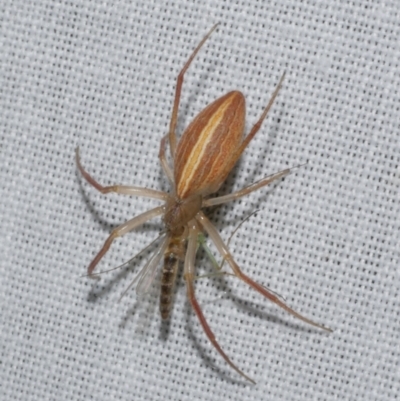Larinia sp. (genus) (Larinia orb weaver) at Freshwater Creek, VIC - 22 Dec 2022 by WendyEM