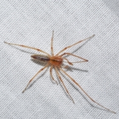 Cheiracanthium sp. (genus) (Unidentified Slender Sac Spider) at Freshwater Creek, VIC - 22 Dec 2022 by WendyEM