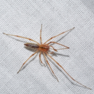 Cheiracanthium sp. (genus) (Unidentified Slender Sac Spider) at Freshwater Creek, VIC - 22 Dec 2022 by WendyEM