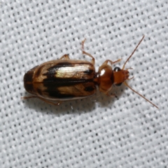 Sarothrocrepis (genus)` (Arboreal carab beetle) at Freshwater Creek, VIC - 22 Dec 2022 by WendyEM