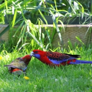 Platycercus elegans at Richardson, ACT - 17 Oct 2021