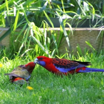 Platycercus elegans (Crimson Rosella) at Richardson, ACT - 17 Oct 2021 by MB