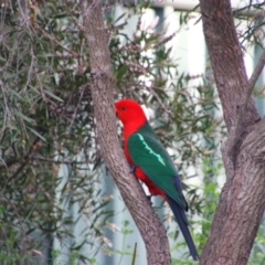 Alisterus scapularis (Australian King-Parrot) at Richardson, ACT - 15 Oct 2021 by MB