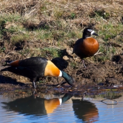 Tadorna tadornoides (Australian Shelduck) at Springfield, NSW - 26 Jul 2024 by jb2602