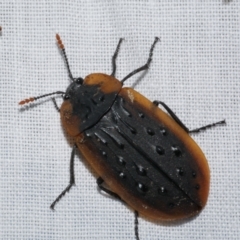 Ptomaphila lacrymosa (Carrion Beetle) at Freshwater Creek, VIC - 22 Dec 2022 by WendyEM