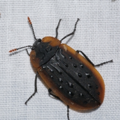 Ptomaphila lacrymosa (Carrion Beetle) at Freshwater Creek, VIC - 22 Dec 2022 by WendyEM