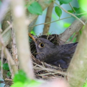 Turdus merula at Richardson, ACT - 15 Oct 2021