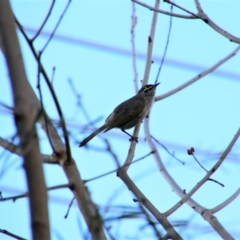 Caligavis chrysops (Yellow-faced Honeyeater) at Richardson, ACT - 2 Oct 2021 by MB