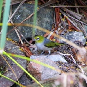 Zosterops lateralis at Richardson, ACT - 28 Sep 2021