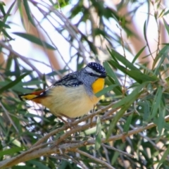 Pardalotus punctatus (Spotted Pardalote) at Richardson, ACT - 8 Sep 2021 by MB