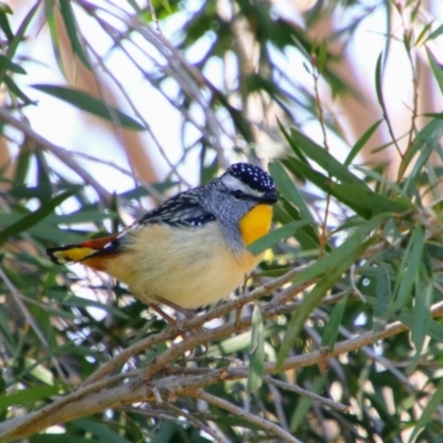 Pardalotus punctatus (Spotted Pardalote) at Richardson, ACT - 8 Sep 2021 by MB