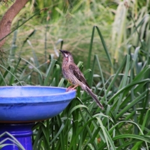 Anthochaera carunculata at Richardson, ACT - 28 Sep 2021