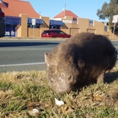 Vombatus ursinus (Common wombat, Bare-nosed Wombat) at Greenway, ACT - 27 Jul 2024 by Harrisi