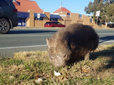 Vombatus ursinus (Common wombat, Bare-nosed Wombat) at Greenway, ACT - 27 Jul 2024 by Harrisi