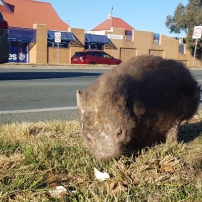 Vombatus ursinus (Common wombat, Bare-nosed Wombat) at Greenway, ACT - 27 Jul 2024 by Harrisi