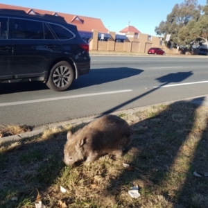 Vombatus ursinus at Greenway, ACT - 27 Jul 2024