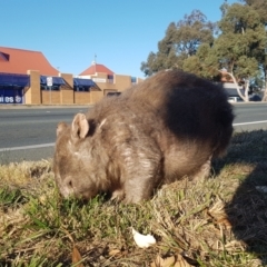 Vombatus ursinus at Greenway, ACT - 27 Jul 2024 03:52 PM