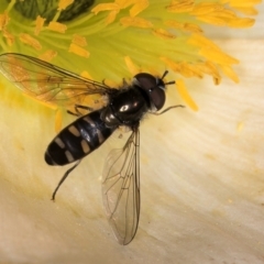 Melangyna collata (A hover fly) at Melba, ACT - 29 Jul 2024 by kasiaaus