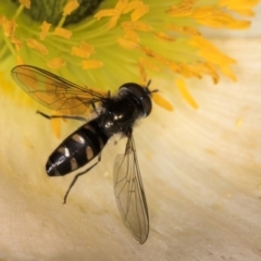 Melangyna (Austrosyrphus) collatus at Melba, ACT - 29 Jul 2024