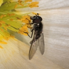 Melangyna (Austrosyrphus) collatus at Melba, ACT - 29 Jul 2024