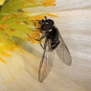 Melangyna (Austrosyrphus) collatus at Melba, ACT - 29 Jul 2024