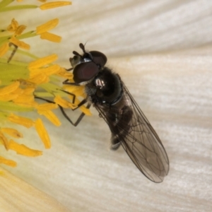 Melangyna (Austrosyrphus) collatus at Melba, ACT - 29 Jul 2024