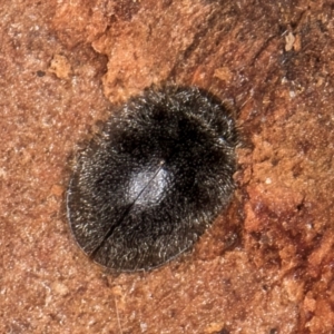 Coccinellidae (family) at Melba, ACT - 29 Jul 2024