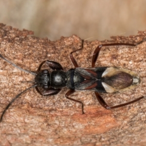 Daerlac cephalotes at Flynn, ACT - 29 Jul 2024