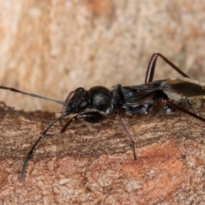 Daerlac cephalotes at Flynn, ACT - 29 Jul 2024