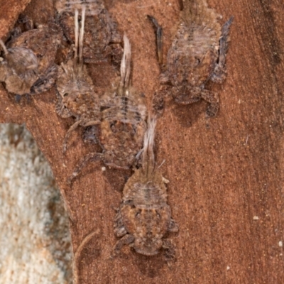 Platybrachys sp. (genus) (A gum hopper) at Flynn, ACT - 29 Jul 2024 by kasiaaus