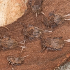 Platybrachys sp. (genus) at Flynn, ACT - 29 Jul 2024 02:00 PM