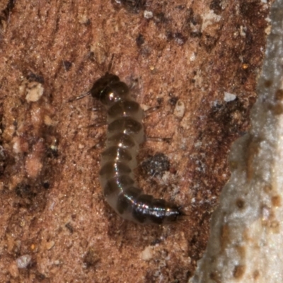 Unverified Insect at Melba, ACT - 29 Jul 2024 by kasiaaus
