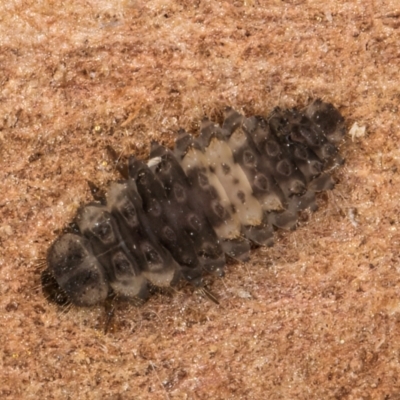 Unidentified Beetle (Coleoptera) at Melba, ACT - 29 Jul 2024 by kasiaaus