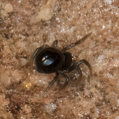 Unverified Spider (Araneae) at Melba, ACT - 29 Jul 2024 by kasiaaus
