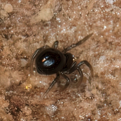 Unverified Spider (Araneae) at Melba, ACT - 29 Jul 2024 by kasiaaus