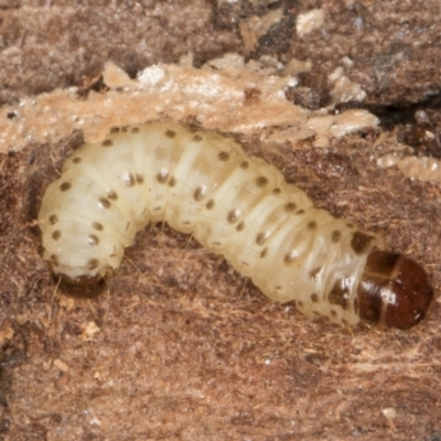 Pyraloidea immature unidentified (Pyraloidea caterpillar / pupa) at Melba, ACT - 29 Jul 2024 by kasiaaus