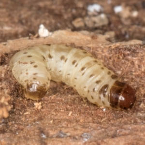 Pyraloidea immature unidentified at Melba, ACT - 29 Jul 2024